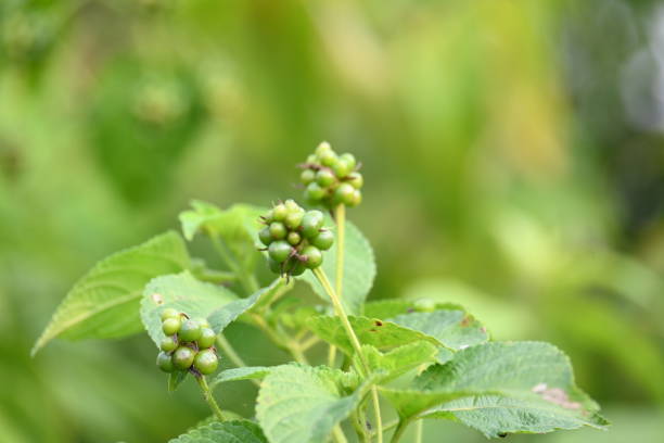 Lantana plant fruits. It is flowering plants in the verbena family, Verbenaceae. Its other names  shrub verbenas, lantanas and lantana camara.