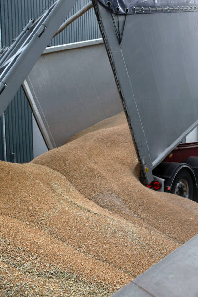 istock Grain harvest in the Netherlands 2193828504