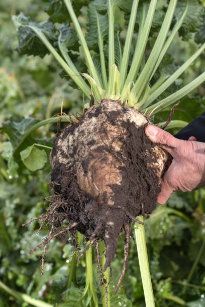 istock Chicory beet in the hands of a farmer at his field. 2193828698