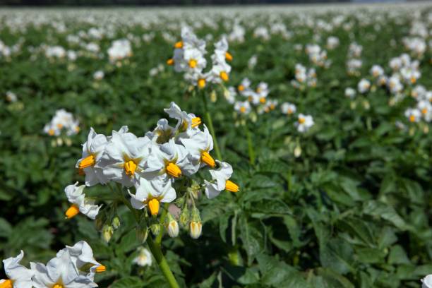 istock Field of blooming potatoes. 2193828818