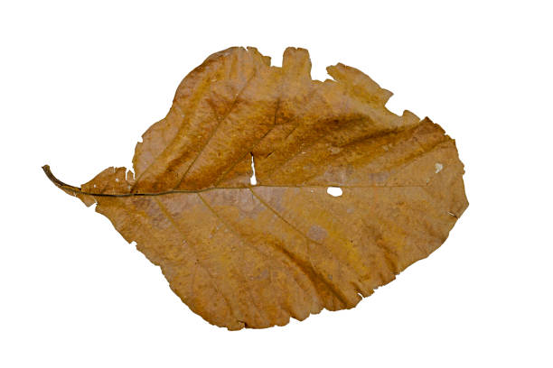 Dry leaves falling On a white background, brown teak leaves texture,