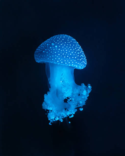 istock Beautiful jellyfish floating in the water. 2193828980