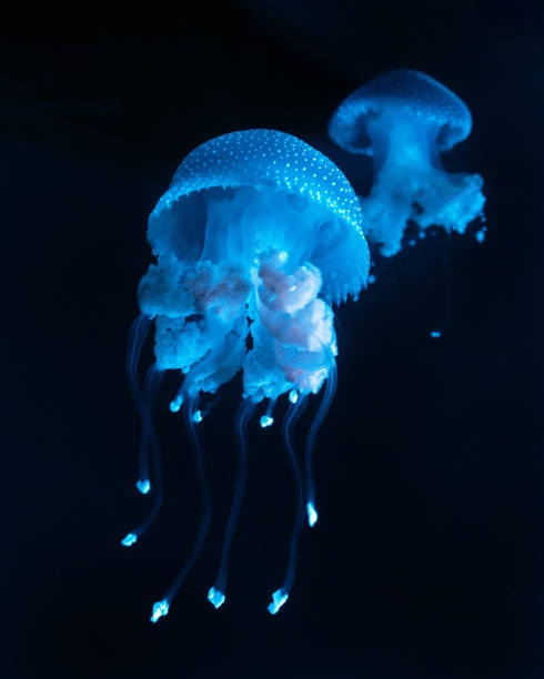 istock Beautiful jellyfish floating in the water. 2193828984