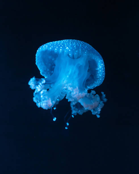 istock Beautiful jellyfish floating in the water. 2193828987