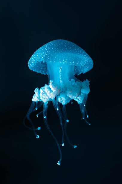 istock Beautiful jellyfish floating in the water. 2193828993