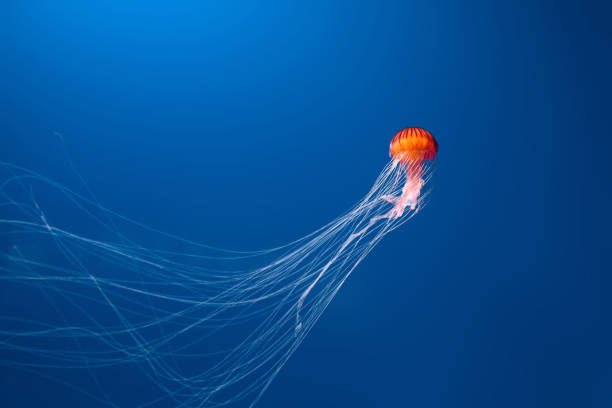 Close up image of orange jellyfish floating in the water.