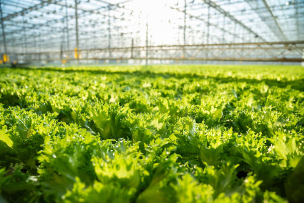 Frillice salad plantation in controlled greenhouse conditions. Lettuce grows in regulated climate with light and temperature optimized in modern hothouse for best harvest. Hydroponic systems.