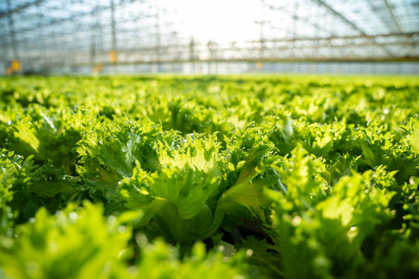 Frillice salad plantation in controlled greenhouse conditions. Lettuce grows in regulated climate with light and temperature optimized in modern hothouse for best harvest. Hydroponic systems.