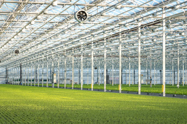 istock Growing Frillice lettuce in smart hothouse with automated irrigation system. Agriculture technology 2193829058