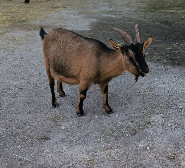 istock Brown goat with horns on a farm 2193830654