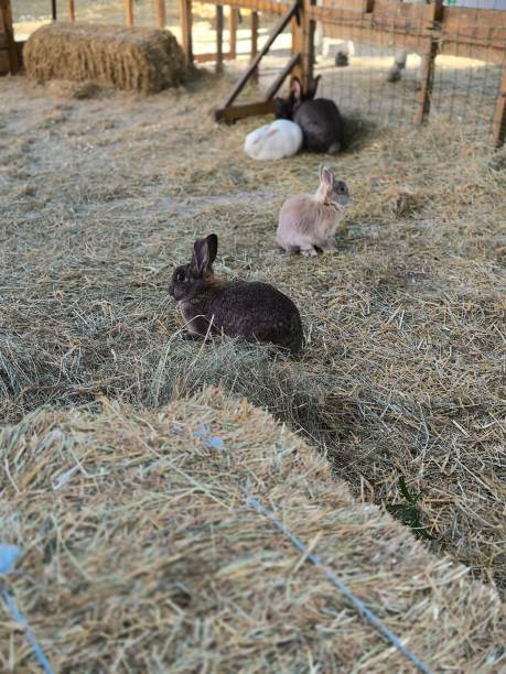 istock Fluffy rabbits on hay at a farm 2193830770
