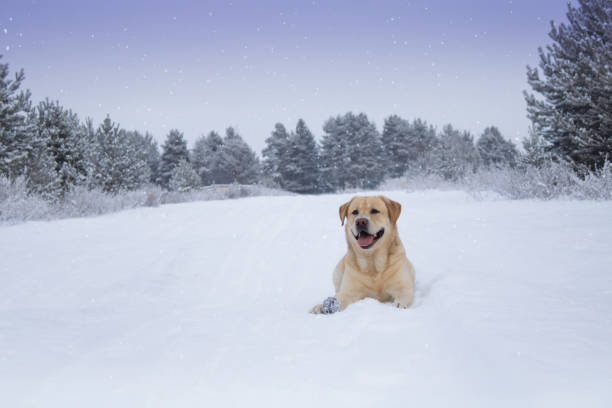 Small cute labrador retriever puppy dog in white snow