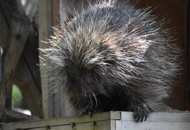 Two porcupines flirt with disaster walking across a rural two lane highway.