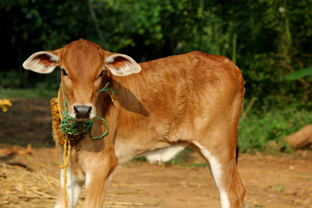 close up shot of cow calf