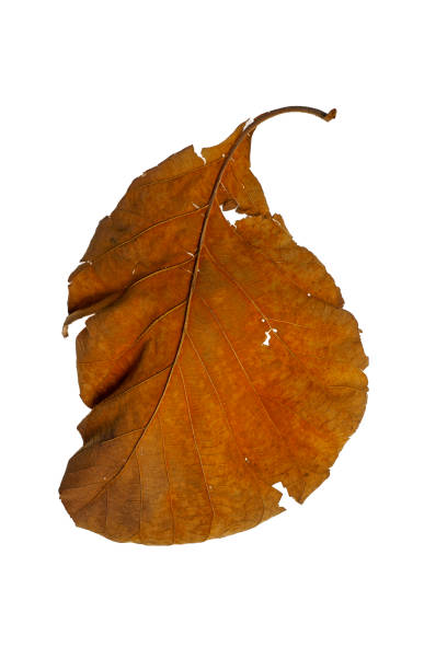 istock Dry leaves falling On a white background, brown teak leaves texture, 2193833236