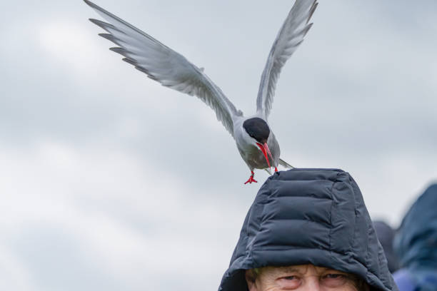 Farne Islands, UK, June 2024: Farne islands tourists on Inner Farne. This tourist has an Arctic tern pecking the top of his head.  Inner Farne off the Northumberland Coast in North East England, UK.