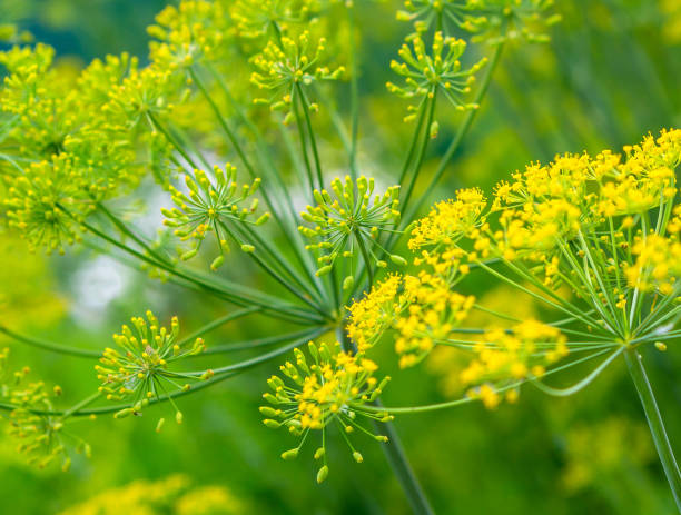istock Flowering dill plant, selective focus 2193838661