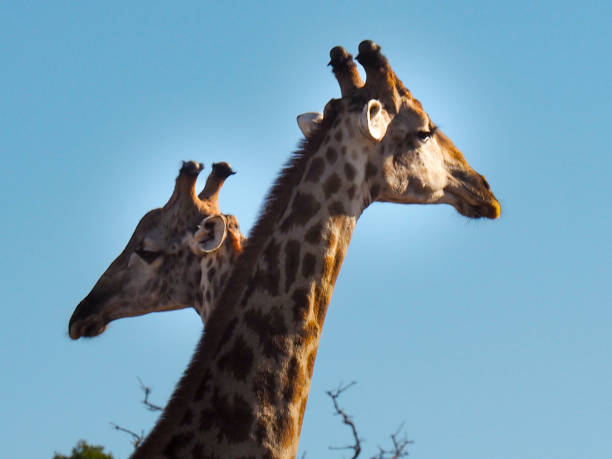 Two graceful giraffe heads stand tall against a clear sky
