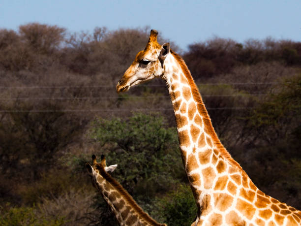 Two graceful giraffe heads stand tall against a clear sky