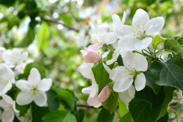 istock a close up of a blooming apple tree with white flowers spring background 2193839532