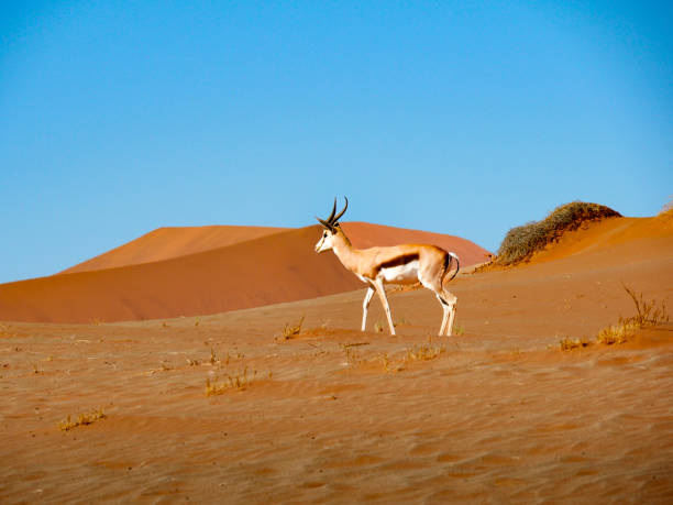 istock A graceful springbok antelope wanders across the arid desert 2193839635