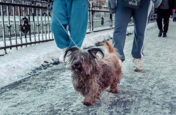 A cute bushy dog walking merrily on a leash in winter.