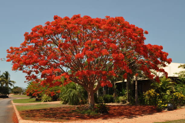 istock Broome - Western Australia 2193840185