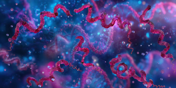 istock Campylobacter bacteria infection, foodborne illness 2193840276