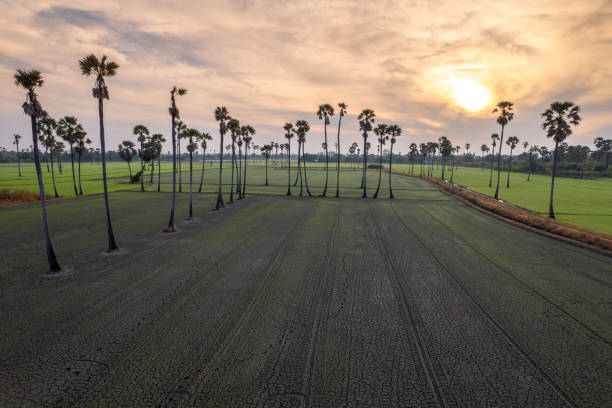 An aerial view of a drought-affected rice paddy with cracked soil, surrounded by tall sugar palm trees under the soft light of sunrise. The scene contrasts the dry, barren field in the foreground with the lush green rice paddies in the distance, highlighting the resilience of agricultural landscapes. The warm tones of the morning sky add a peaceful and hopeful ambiance, emphasizing the beauty and challenges of rural life, Pathumtani province, Thailand