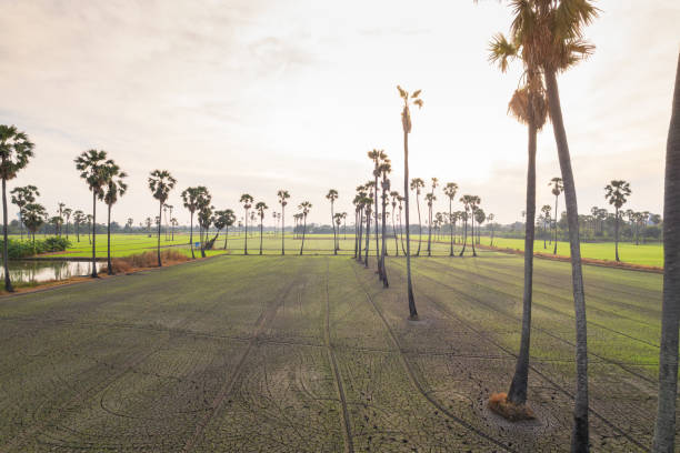 An aerial view of a drought-affected rice paddy with cracked soil, surrounded by tall sugar palm trees under the soft light of sunrise. The scene contrasts the dry, barren field in the foreground with the lush green rice paddies in the distance, highlighting the resilience of agricultural landscapes. The warm tones of the morning sky add a peaceful and hopeful ambiance, emphasizing the beauty and challenges of rural life, Pathumtani province, Thailand