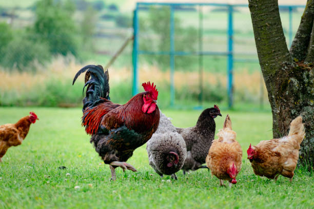 istock Free-range poultry with healthy diet 2193840894