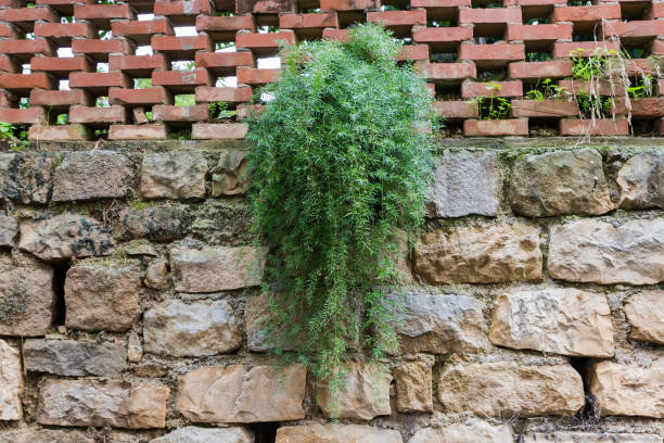 Part of stone retaining wall with bush of creeping plant with hanging stems and decorative fence made with red brick atop in overcast day