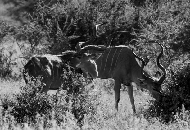 istock Exploring Kudu Antelopes in Their Natural Habitat A Monochrome Photography Experience 2193841971