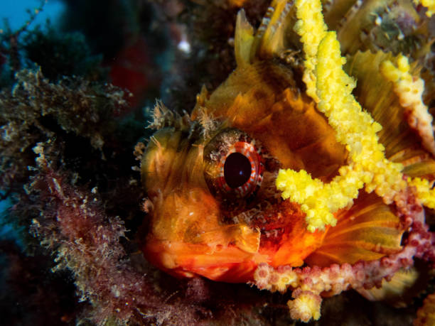 istock underwater scorpion fish resting on a rock 2193842214
