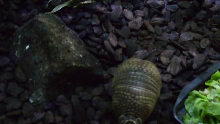 Armadillo close-up as it moves eun the environment.