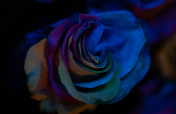 valentines day anniversary single blue light rainbow lgbt rose close up view from abow blured background