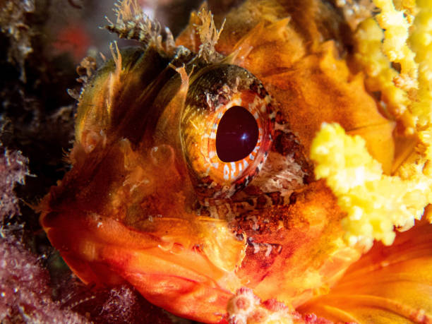 istock underwater scorpion fish resting on a rock 2193842347