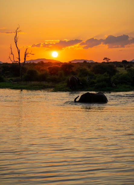 Majestic elephant enjoying a soothing bath at sunset, truly embodying the serenity of wildlife and its natural beauty