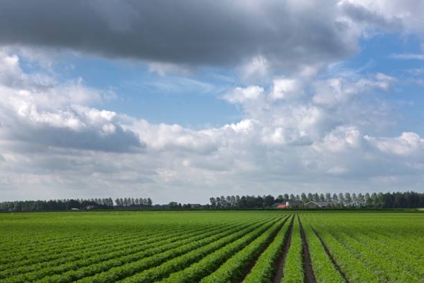 istock Field of carrots. 2193845862