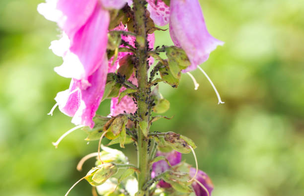 Black pest insects aphids on a flower stem, controlling parasites on flowers.