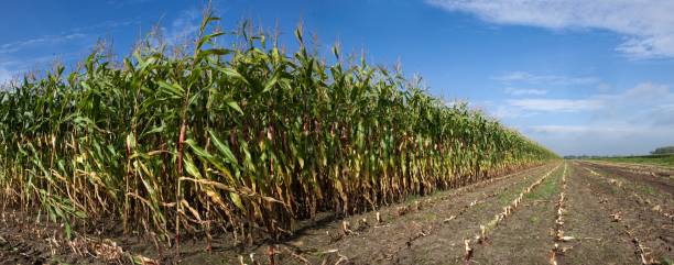 istock Maize harvesting in autumn. Agriculture in the Netherlands. 2193845968