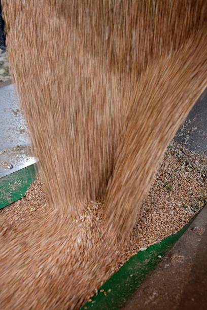istock Grain harvest. Dumping grain. Agriculture in the Netherlands. 2193846412