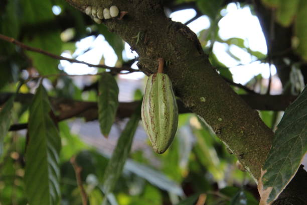 Kingdom: Plantae Division: Magnoliophyta Class: Magnoliopsida Order: Malvales Family: Malvaceae Subfamily: Sterculioideae Genus: Theobroma Species: T. cacao plant fruit cocoa - Theobroma cacao