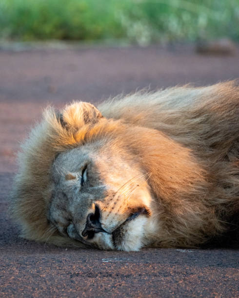 istock A Majestic Lion Sleeps Peacefully in a Beautiful Nature Setting, Embracing Calmness 2193848343