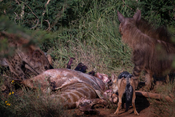 istock Hyenas and various scavengers feeding on a carcass found in the wild and its ecosystem 2193848518