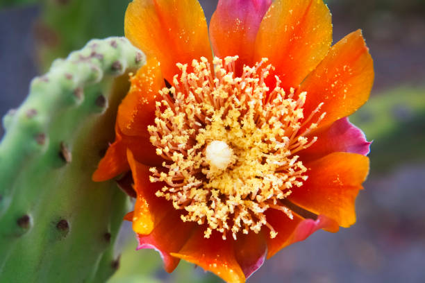 Kostenlose Bild: stachelig, Birne, Kaktus, orange Blumen, Opuntia, humifusa