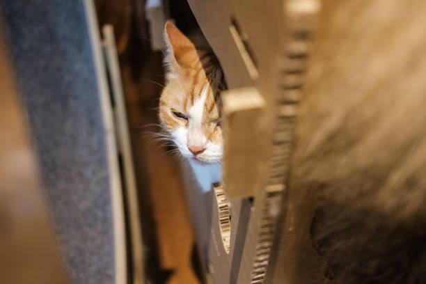 Sleepy Orange Tabby Peeking Out from a Cozy Hideout