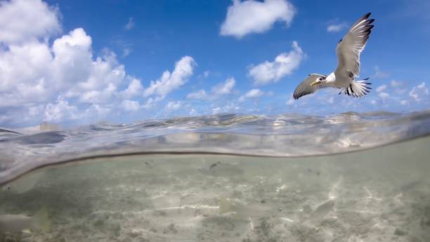 Stock photo showing an open greaseproof paper wrapping that contained chipped potato fries, that are being stolen by a flock of scavenging adult and juvenile Herring gulls (Larus argentatus), on a sandy beach with waves breaking at low tide in the background.\n\n* Not AI modified *