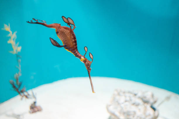 Enchanting Weedy Sea Dragon Floating Gracefully