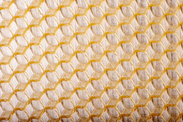 Diagonal view of the hexagonal cube shape of the honeycomb